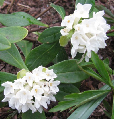 Daphne blagayana 'Brenda Anderson' 